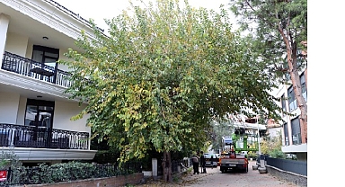 Maltepe’nin ağaçları sağlıklı büyümesi için budanıyor